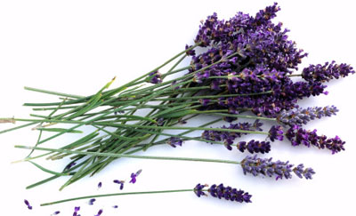 lavender, lavender flower, lavender perfume