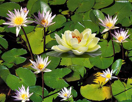 lotus flower, lotus, lotus perfume